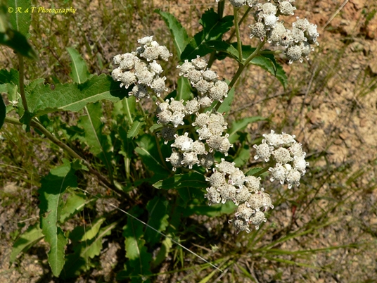{Parthenium integrifolium}